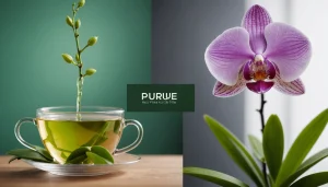 Pure Beauty vs Herbivore: Which Brand Has Better Orchid & Green Tea?, bright studio lighting, minimalist, clean background, soft light, premium, macro detail, wellness and beauty concept